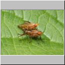 Tetanocera sp - Hornfliege 02.jpg